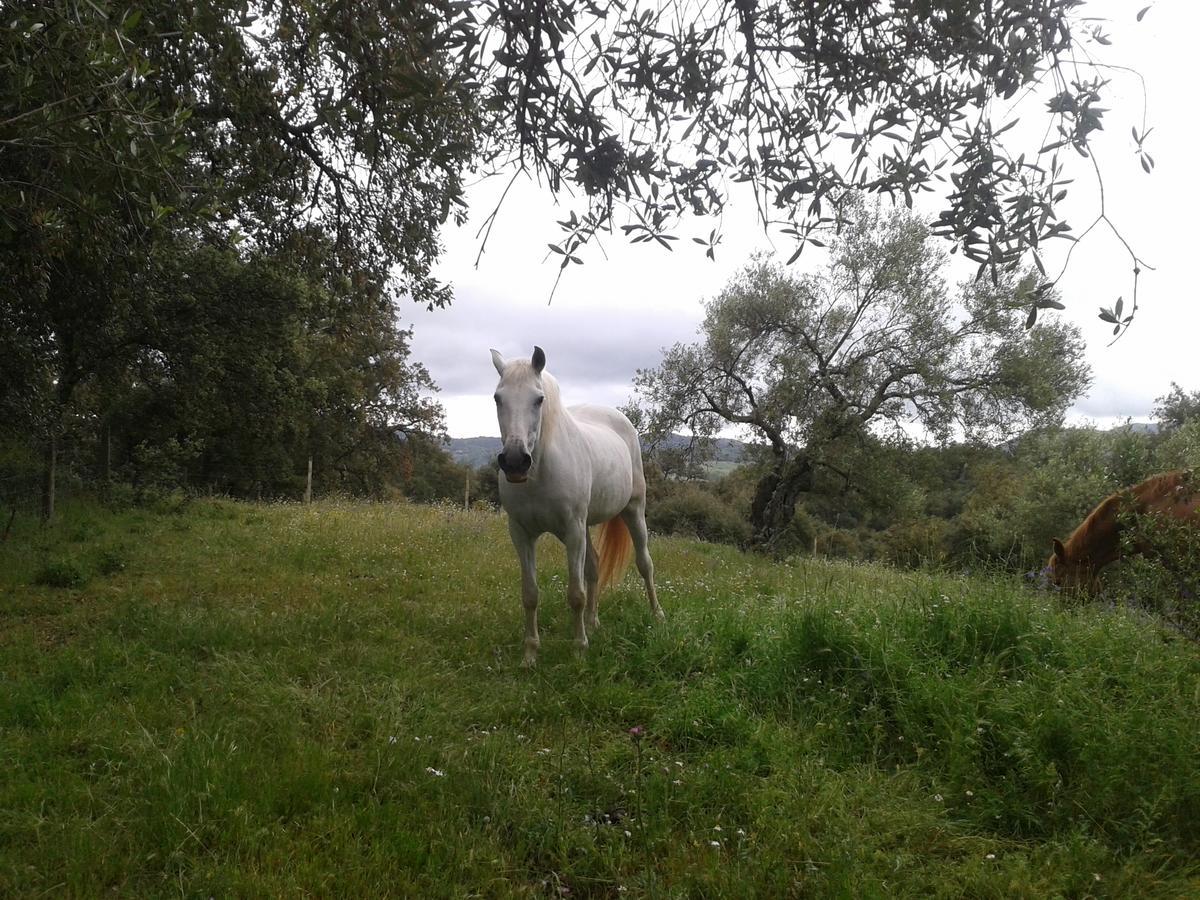 Finca La Carnicera Constantina Eksteriør billede