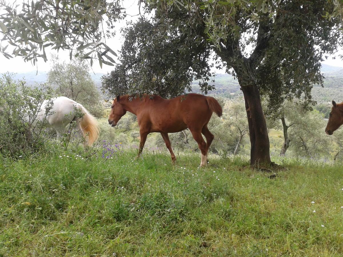 Finca La Carnicera Constantina Eksteriør billede
