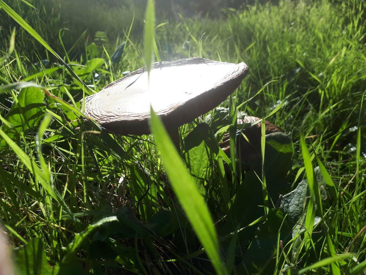 Finca La Carnicera Constantina Eksteriør billede